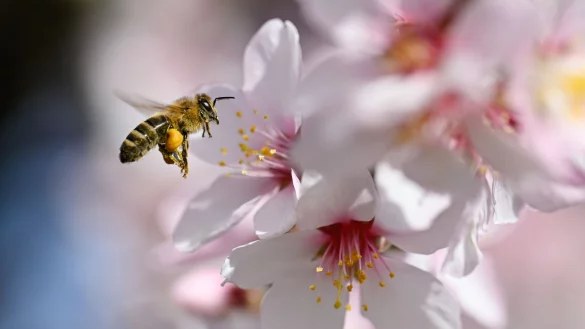 Der Frühling versteckt sich am Wochenende wieder etwas mehr. - © Uwe Anspach/dpa