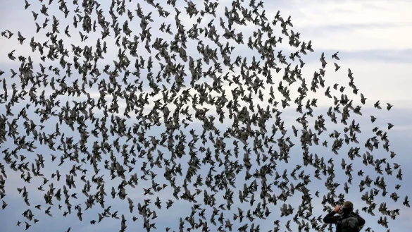 Die meisten Menschen halten sich an die Regeln in Naturschutzgebieten und fotografieren Tiere nur von Wegen und Aussichtspunkten aus. - &copy; Thomas Warnack/dpa