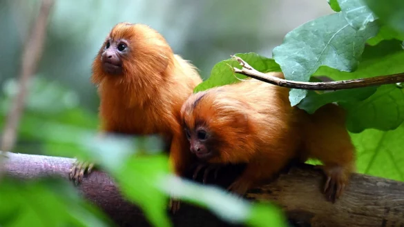 Am 28. Februar sind die L&ouml;wen&auml;ffchen im Zoo zur Welt gekommen. - &copy; Federico Gambarini/dpa
