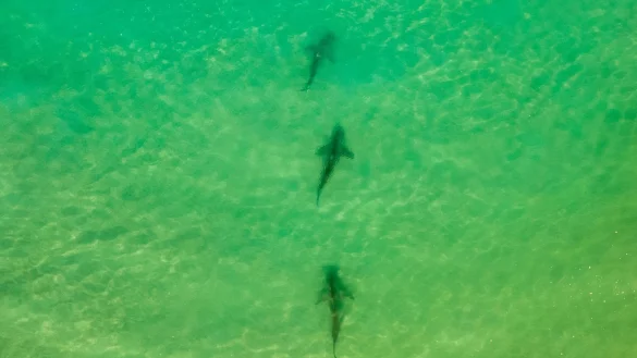 In einer Gegend im Norden Israels sammeln sich zwischen November und Mai Sandbank- und Schwarzhaie. (Archivbild) - © Ariel Schalit/AP/dpa