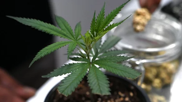 Ob frisch oder getrocknet: Cannabis stand im Mittelpunkt der Messe Mary Jane. (Archivbild) - © Michael Brandt/dpa