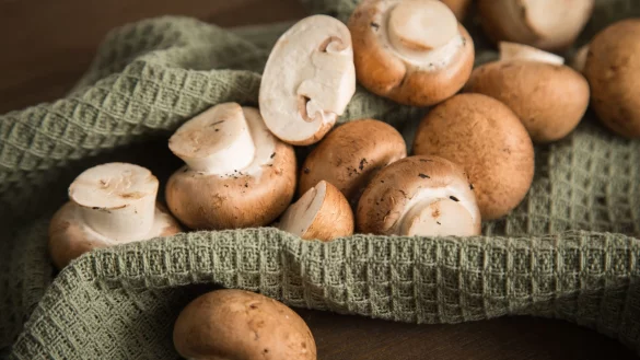 In ein trockenes Tuch gewickelt, halten sich frische Pilze im Kühlschrank ein bis zwei Tage. - © Christin Klose/dpa-tmn