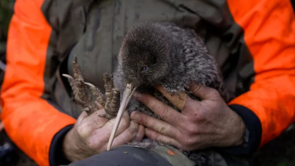 Die Entdeckung des Kiwi wird von Experten als Wunder gefeiert. - &copy; Lucy Holyoake/Department of Conservation/dpa