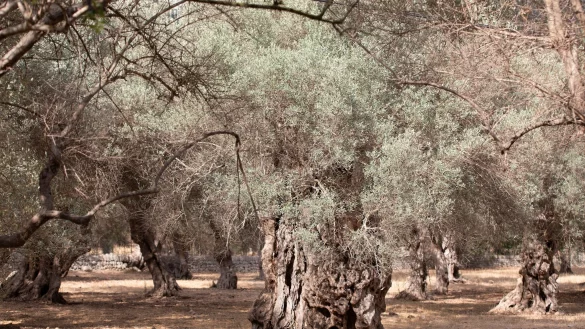 Wassermangel im Sommer ist auf Mallorca nichts Neues. (Archivfoto) - &copy; Clara Margais/dpa