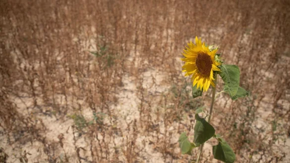 Einem UN-Bericht zufolge häufen sich seit 2023 schwere Dürren (Archivbild). - © Clara Margais/dpa