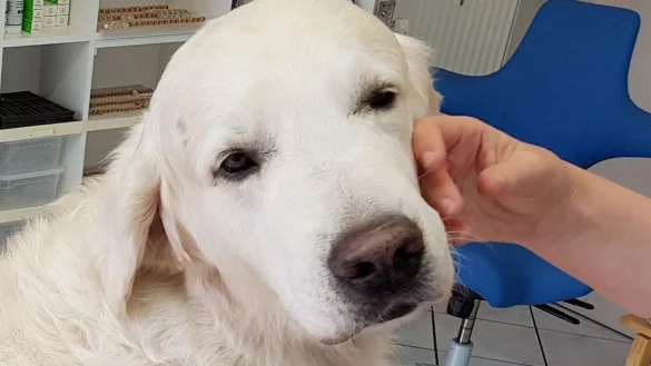 ILLUSTRATION - Ein Golden Retriever. - © Carolin Eckenfels/dpa