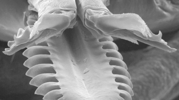 Nicht gerade appetitlich: So sehen die Mundwerkzeuge eines Weibchens des Gemeinen Holzbocks aus. (Handout) - © Dr. Dania Richter/dpa