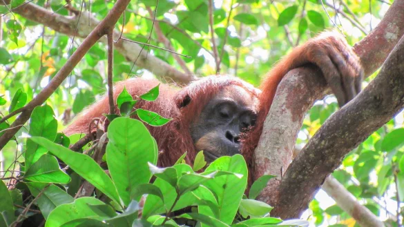 Auch Orang-Utans halten gern ein Mittagsschläfchen. - © Natasha Bartalotta/Max Planck Institute für Verhaltensbiologie/dpa