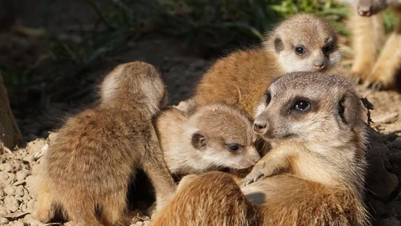 Im Klever Tierpark sind vier Erdmännchenbabys zur Welt gekommen. Nachdem sie die ersten Lebenswochen in der Höhle verbracht haben, sind sie nun auf der Anlage unterwegs. - © -/Tiergarten Kleve/dpa
