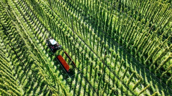 Die Hopfenernte fällt dieses Jahr wohl leicht unterdurchschnittlich aus. (Archivbild) - © Felix Kästle/dpa