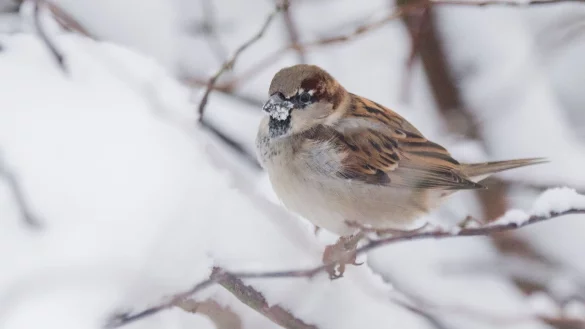 Bei der Vogelzählung «Stunde der Wintervögel» 2025 wurden Haussperling, Kohlmeise und Blaumeise als häufigste Wintervogel in Nordrhein-Westfalen genannt. (Archivbild) - © Julian Stratenschulte/dpa