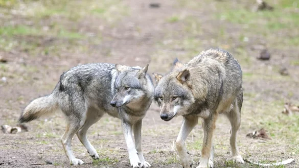 Die EU-Länder haben die Änderung des Schutzstatus des Wolfes angenommen. (Archivbild) - © Soeren Stache/dpa-Zentralbild/dpa