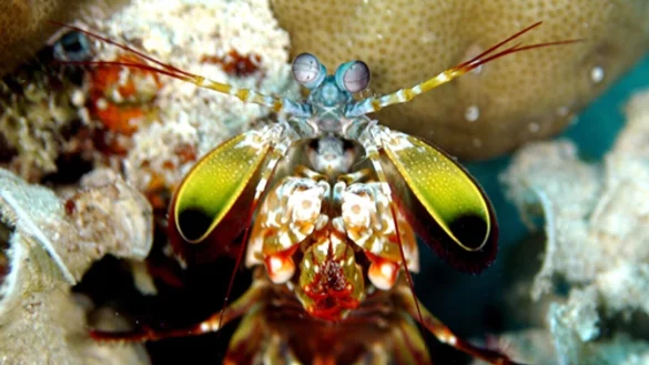 Mit ungeheurer Wucht zerschlagen Fangschreckenkrebse die Schalen von Schnecken und Muscheln oder t&ouml;ten Fische. - &copy; Andy Law/Northwestern University/dpa