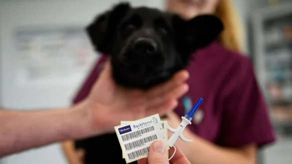 Mit einem Chip können Hunde identifiziert und mit ihren Haltern vereint werden. - © Ina Fassbender/dpa-tmn