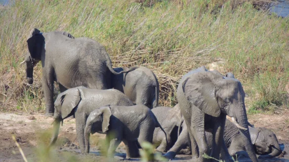 In dem knapp 20.000 Quadratkilometer großen Park können Touristen Elefanten und andere wilde Tiere beobachten. (Symbolbild) - © Kevin Anderson/AP/dpa