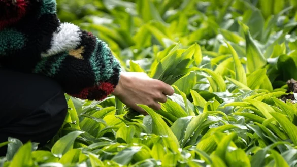 Beim Sammeln von Bärlauch ist Vorsicht geboten: Die Blätter können leicht mit giftigen Doppelgängern verwechselt werden. - © Frank Rumpenhorst/dpa/dpa-tmn