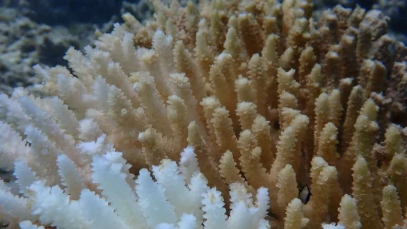 Von Kimberley bis Ningaloo: Von der Bleiche betroffen ist ein Gebiet von rund 1.500 Kilometern Länge. - © Declan Stick/AUSTRALIAN INSTITUTE OF MARINE SCIENCE/AAP/dpa