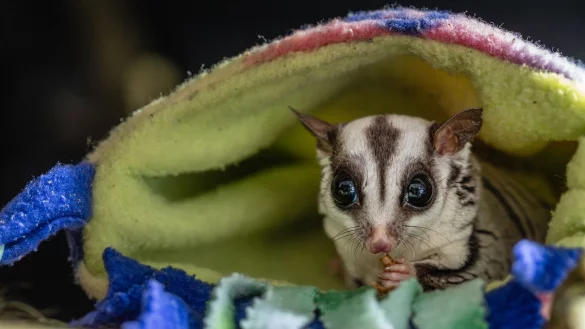 Tiersch&uuml;tzer raten davon ab, Sugar Glider privat zu halten. - &copy; Marc Jeworrek/Deutscher Tierschutzbund/dpa