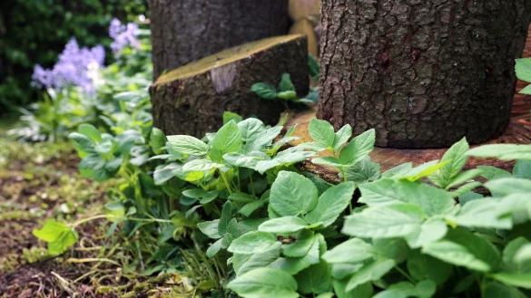 Unkraut oder Delikatesse? Giersch lässt sich wie Spinat zubereiten – oder fein gehackt über das Essen streuen. - © Mascha Brichta/dpa-tmn