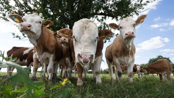 Tiervermarkter soll in gr&ouml;&szlig;erem Stil betrogen haben. (Foto Illustration) - &copy; Boris Roessler/dpa