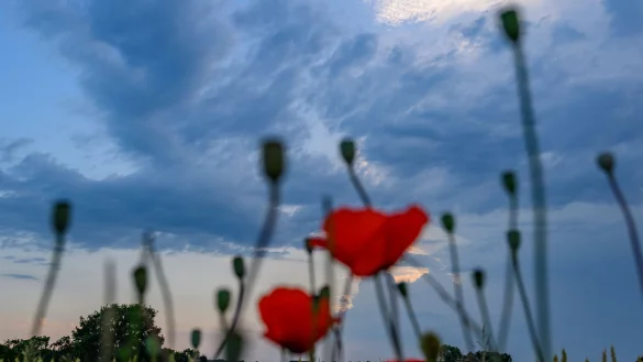 Zur Wochenmitte kann man sich erneut auf Hitze in Deutschland einstellen. - © Patrick Pleul/dpa