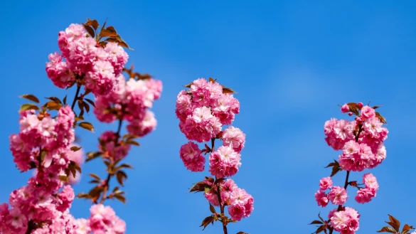 Zu Beginn der neuen Woche bleibt es in Nordrhein-Westfalen überwiegend sonnig. (Symbolbild) - © Christoph Reichwein/dpa