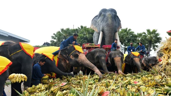Ein Festmahl f&uuml;r die Elefanten in Pattaya. - &copy; Rachen Sageamsak/XinHua/dpa