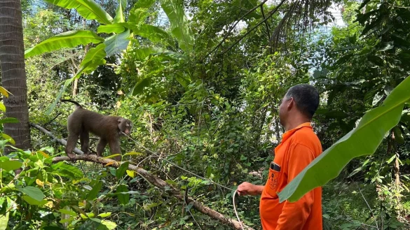 Besitzer Lek holt seinen Affen Nong nach getaner Arbeit, dem Kokosnusspfl&uuml;cken, wieder von der Kokospalme. - &copy; Carola Frentzen/dpa