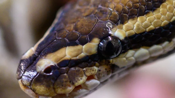 Ein Mann wollte 47 Pythons in Indien einschmuggeln (Archivbild). - &copy; Christophe Gateau/dpa