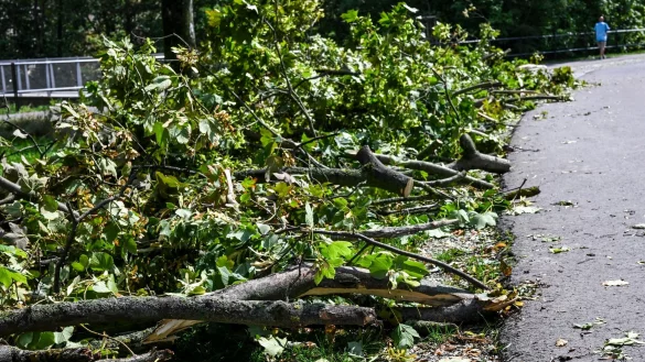 Umgestürzte Bäume und abgebrochene Äste nach dem Unwetter in Erfurt. - © Jens Kalaene/dpa