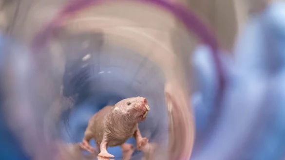 Ein Nacktmullweibchen im Labor der Pittsburgh School of Medicine. Die K&ouml;nigin einer Nacktmull-Kolonie kann bis ins hohe Alter Nachwuchs bekommen. - &copy; UPMC/dpa