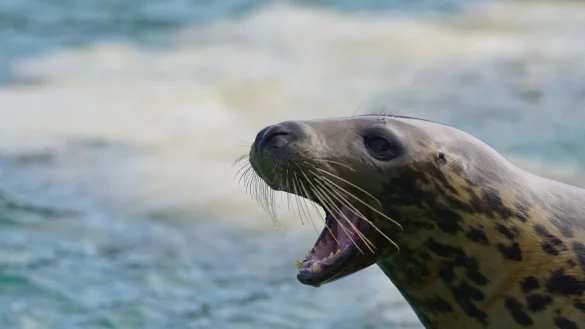 Eine Kegelrobbe sitzt mit weit geöffneten Maul am Beckenrand in der Seehundstation. - © Marcus Brandt/dpa