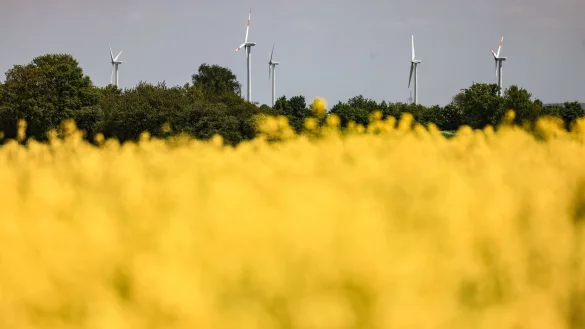 Windr&auml;der drehen sich hinter einem Rapsfeld in der Eifel. - &copy; Oliver Berg/dpa