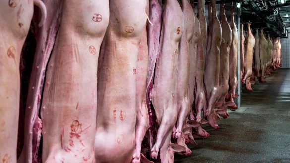 Schweineh&auml;lften h&auml;ngen im K&uuml;hlhaus eines Schlachthofs. Mit einem Anteil von 62 Prozent bleibt Schwein die mit Abstand wichtigste Fleischart vor Gefl&uuml;gel (23,2 Prozent) und Rind (14,5 Prozent). - &copy; Daniel Vogl/dpa