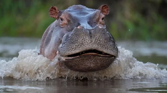 Ein Nilpferd schwimmt im Fluss Magdalena im kolumbianischen Puerto Triunfo (Archivbild). - &copy; Fernando Vergara/AP/dpa