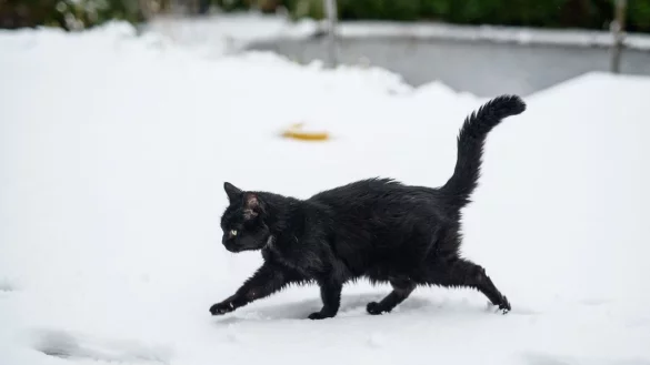 Wer st&uuml;rzt, weil er seine Katze besch&uuml;tzen will, der kann unter Umst&auml;nden auf Schadenersatz hoffen. - &copy; Daniel Reinhardt/dpa/dpa-tmn