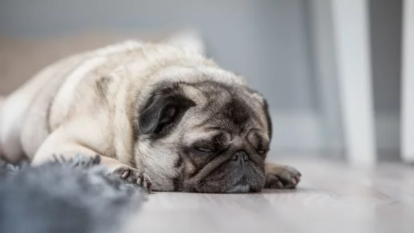 Verhält sich der Hund ungewöhnlich, sollte immer auch an eine Vergiftung gedacht werden. - © Christin Klose/dpa-tmn