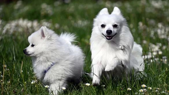 Die Volpino Italianos Lejni (r) und ihr Sohn Primino (l) laufen &uuml;ber eine Wiese. - &copy; Federico Gambarini/dpa