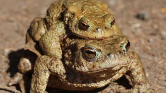 Ein Kr&ouml;tenp&auml;rchen bewegt sich &uuml;ber einen Wanderweg zum Laichplatz. - &copy; Matthias Bein/dpa-Zentralbild/dpa/Archivbild