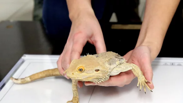 Die Bartagame &laquo;Bert&raquo; wird von Tier&auml;rztin Carolin Bunert auf die digitale Platte des R&ouml;ntgenger&auml;tes gelegt. - &copy; Roland Weihrauch/dpa