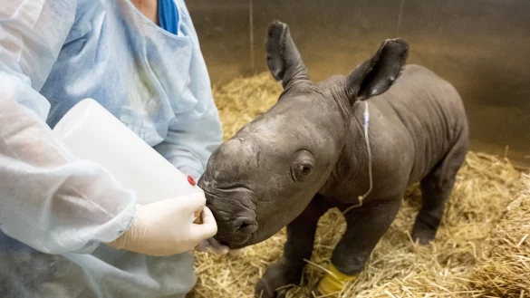 Hier scheint noch alles soweit in Ordnung. Das frisch geborene s&uuml;dliche Breitmaulnashornk&auml;lbchen wird am 21. M&auml;rz von einer Tierarzthelferin gef&uuml;ttert. - &copy; Supplied/WERRIBEE OPEN RANGE ZOO/AAP/dpa