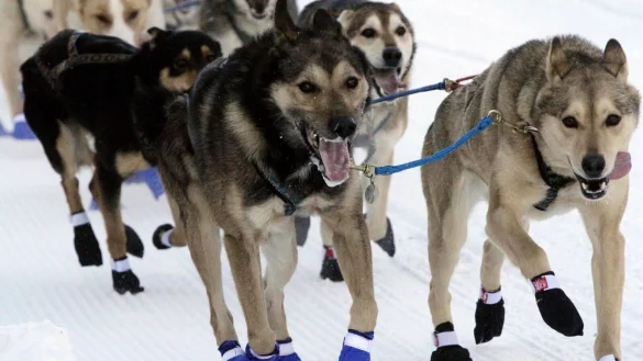 &Uuml;ber 1000 Kilometer Distanz m&uuml;ssen die Hundegespanne durch die Wildnis Alaskas zur&uuml;cklegen. - &copy; Mark Thiessen/AP