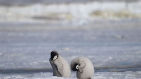 Ein- Foto des British Antarctic Survey (BAS) zeigt Kaiserpinguink&uuml;ken. Laut Wissenschaftlern wurde eine neue Kaiserpinguin-Kolonie in der Antarktis mit Hilfe von Satellitenkartierungstechnologie entdeckt. - &copy; Peter Fretwell/Bas/PA Media/dpa