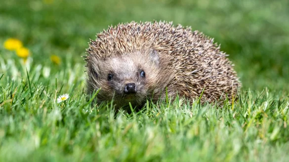 Gegen die scharfen Klingen eines Rasenm&auml;hers sind die Stacheln machtlos: Igel sind besonders gef&auml;hrdet. - &copy; Armin Weigel/dpa/dpa-tmn