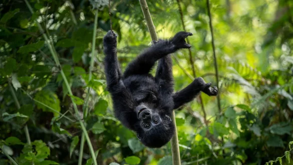 Ein einj&auml;hriges Berggorillababy h&auml;ngt kopf&uuml;ber an einem Ast im Regenwald des Bwindi Impenetrable Nationalparks im S&uuml;dwesten von Uganda. - &copy; Uncredited/AP/dpa