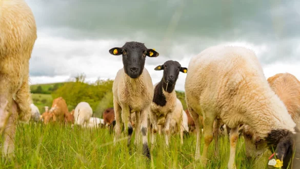 Das Naturschutzgebiet &laquo;Weinberg&raquo; bietet mit dem charakteristischen Kalkmagerrasen seltenen Pflanzenarten. Schafe &uuml;bernehmen hier die Landschaftspflege. - &copy; Andreas Arnold/dpa