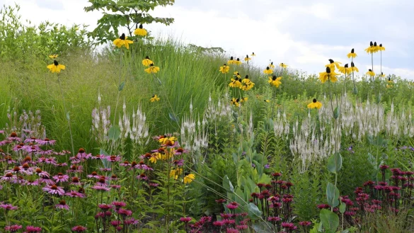 Viel Stauden bilden nach ihrer schönen Blüte auch noch hübsche Samenstände. - © Andrea Warnecke/dpa-tmn