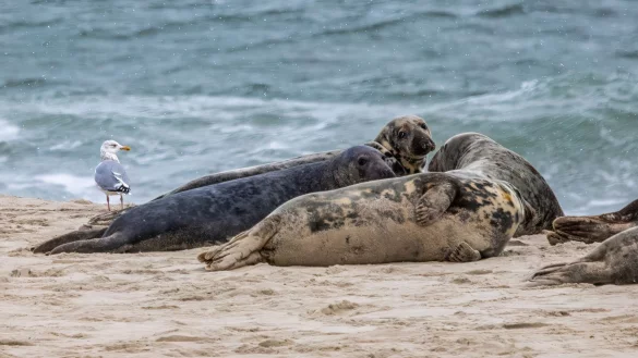 Kegelrobben auf Monomoy Island im US-Bundesstaat Massachusetts. Die Vogelgrippe t&ouml;tet in den USA Hunderte Robben. - &copy; Milton Levin/Permit # NMFS 21719-01/Tufts/dpa