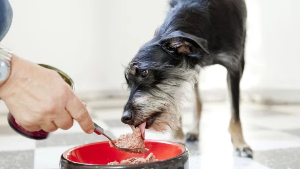 Hauptsache bedarfsgerecht: Beim Hundefutter z&auml;hlen die Inhaltsstoffe. - &copy; Monique W&uuml;stenhagen/dpa-tmn