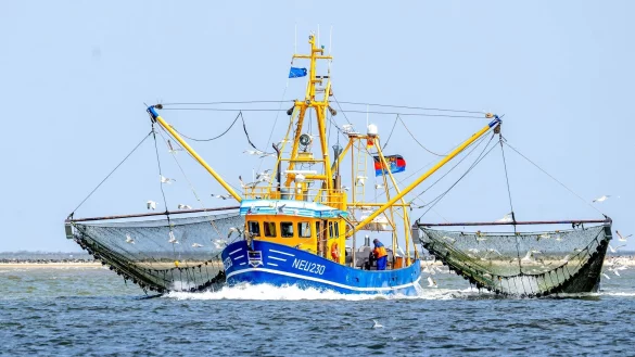 Bei den Nordseekrabben ist der Verkauf in den vergangenen beiden Jahren um 40 Prozent eingebrochen. - &copy; Sina Schuldt/dpa